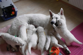 coralie & die welpen